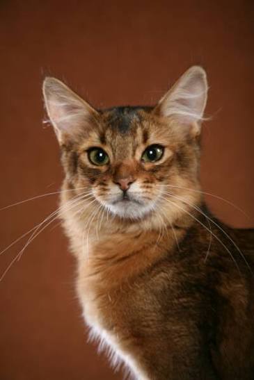 cat image